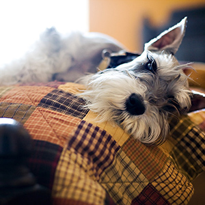 what I'm thankful for: